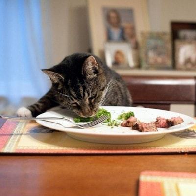 cat-at-table-e1412688668986