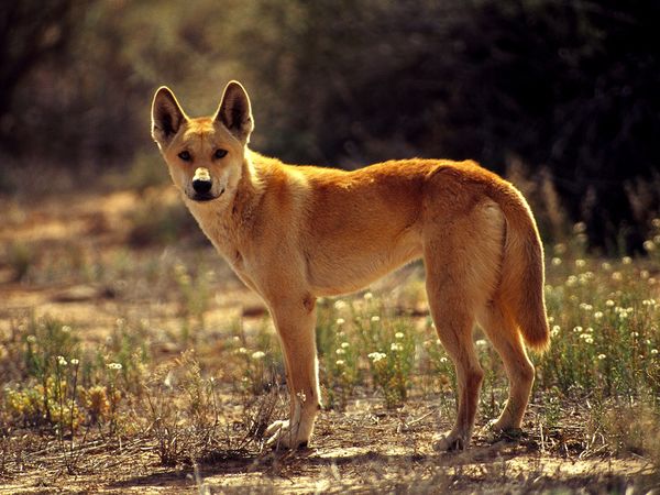 dingo dog